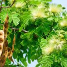 Woman's Tongue Tree White   Nectar 20 flower  Seeds, easy to grow #IEB14