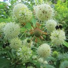 50 seeds Buttonbush / Honeyball  white color   #IEB14