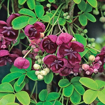 15 Flower seeds Chocolate Vine Edible Fruit Akebia Trifoliata    #IEB14