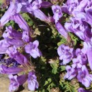 Alpine Penstemon Davidsonii Davidson's Beardtongue , 50 Flower Seeds   #IEB14
