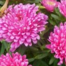 30 Flower Seeds Duchess Coral Paeony Aster French Peony Callistephus    #IEB14