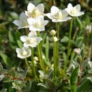 Grass Of Parnassus Parnassia Glauca American 50 Flower Seeds  #IEB14