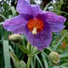 Violet Himalayan Poppy   Purple, 10  Flower Seeds  #IEB14