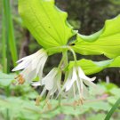 10 Flower Seeds Hookers Fairybells  white color    #IEB14