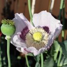 500 Flower Seeds Izmir Poppy Turkish Papaver Setigerum White & Purple   #IEB14