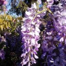 10 Yellow Flower Seeds  Purple Acacia Baileyana Purpurea Fernleaf   #IEB14