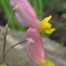 50 Flower Seeds Rock Harlequin Pink & Yellow Corydalis Sempervirens     #IEB14