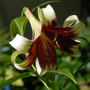 Nepal Lily Green & Maroon Lilium Nepalense Fragrant, 5 Flower Seeds    #IEB14