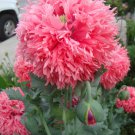 Venus Peony Poppy Papaver Paeonifloru Rose Pink, 250 Flower Seeds     #IEB14
