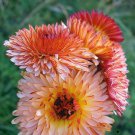 20 Flower Seeds Zeolights Calendula Officinalis Marigold Peach Pink       #IEB14
