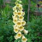 Yellow Foxglove Digitalis Grandiflora Sun  100 Flower Seeds    #IEB14