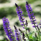 1000 Flower Seeds Chia Salvia Hispanica Sage   #IEB14