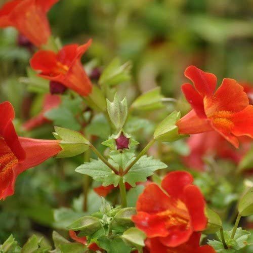 Twinkle Red Monkey Flower Mimulus, 100 flower Seeds    #IEB14