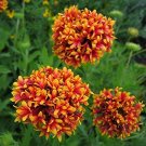 Sundance Bicolor Gaillardia Pulchella  , 30  Flower Seeds     #IEB14