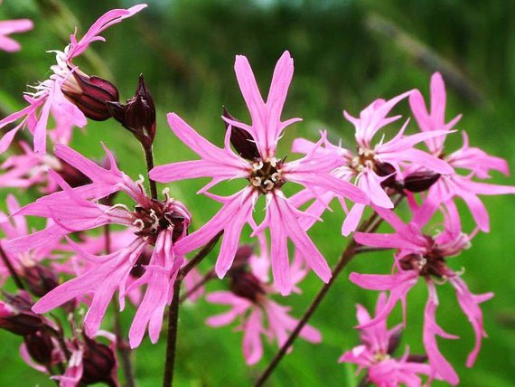 Ragged Robin Pink Purplish Lychnis Flos Cuculi, 100  Flower Seeds    #IEB14