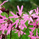 Ragged Robin Pink Purplish Lychnis Flos Cuculi, 100  Flower Seeds    #IEB14