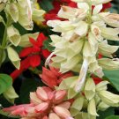 100 Flower Seeds Palisades Mixed Colors Salvia Horminum Sage  #IEB14