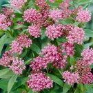 Pink Common Milkweed Asclepias Syriaca Monarchs, 100 Flower Seeds      #IEB14