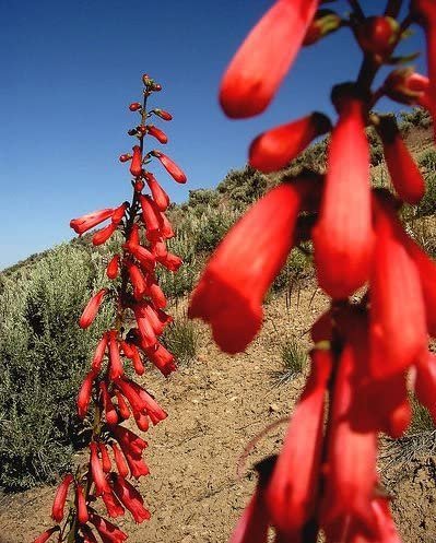 Eatons Red Firecracker Penstemon Eatonii, 150 Flower Seeds      #IEB14