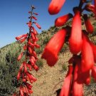 Eatons Red Firecracker Penstemon Eatonii, 150 Flower Seeds      #IEB14