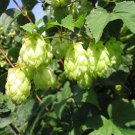 25 Common Hops European Humulus Lupulus Seeds    #IEB14