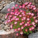 Rose Robe Saxifraga Saxifraga Arendsii  , 50 Flower Seeds   #IEB14
