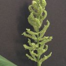 150 Seeds Japanese Millet Billion Dollar Grass      #IEB14