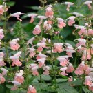 Coral Nymph Salvia Coccinea Hummingbird Sage, 30 Flower Seeds     #IEB14