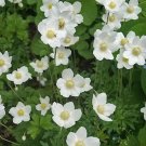 Madonna Anemone Sylvestris White & Yellow color  5 Flower Seeds #IEB14