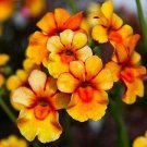 50 Flower Seeds  Orange Prince Nemesia Strumosa  #IEB14