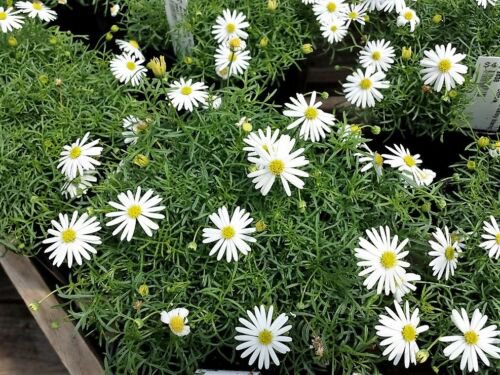 White Swan River Daisy Brachyscome Iberidifolia, 200 Flower Seeds     #IEB14