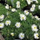 White Swan River Daisy Brachyscome Iberidifolia, 200 Flower Seeds     #IEB14