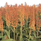 Syrup Rox Orange Sorghum   Bicolor Vegetable Grain 20 Seeds  #IEB14