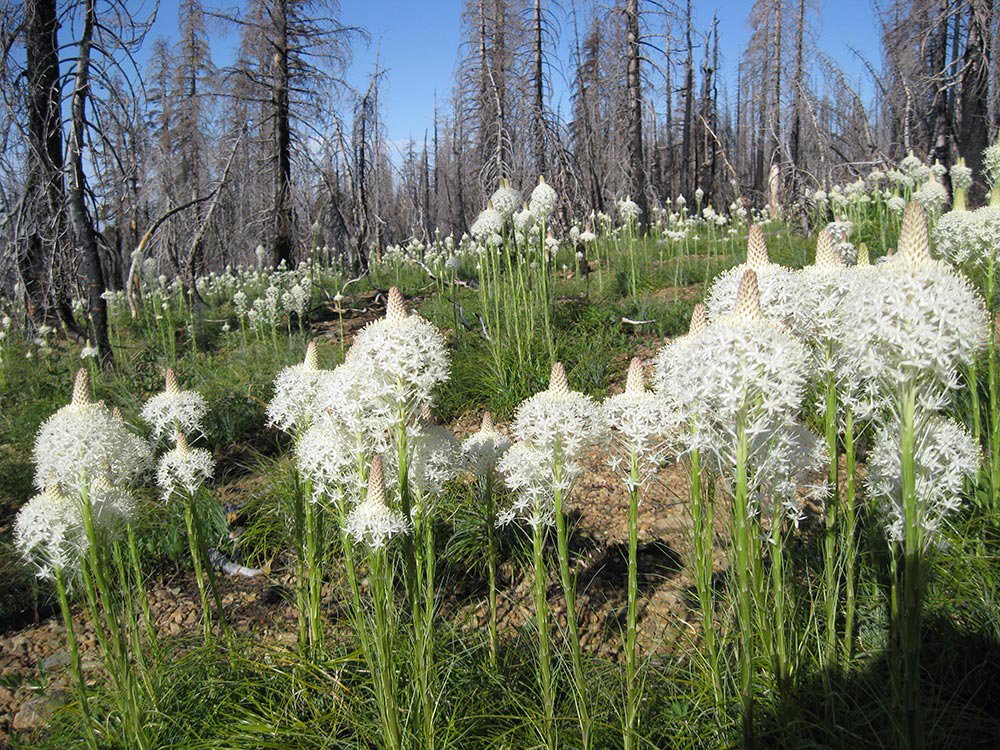 100 Flower Seeds Bear Grass Aka Bear Lily Beargrass Ornamental Xerophyllum Tenax    #IEB14
