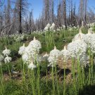100 Flower Seeds Bear Grass Aka Bear Lily Beargrass Ornamental Xerophyllum Tenax    #IEB14
