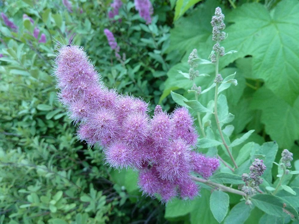 Rose Douglas Spiraea Pink, 50    Flower   Seeds   #IEB14