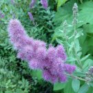 Rose Douglas Spiraea Pink, 50    Flower   Seeds   #IEB14