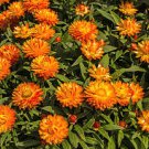 250 Flower Seeds Orange Marguerite Daisy Anthemis Sancti  #IEB14