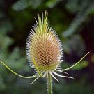 75 flower seeds fullers teasel indian teasel dipsacus sativus white, easy to grow     #IEB14