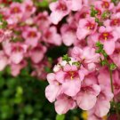 100 Flower Seeds  Pink Queen Twinspur Diascia Barberae  #IEB14