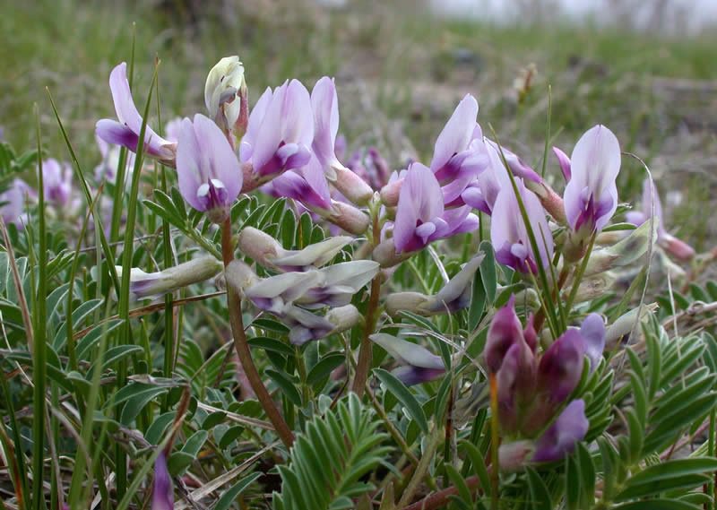 10 Flower seeds Ground Plum Cover Ground Plum Milkvetch   #IEB14