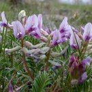 10 Flower seeds Ground Plum Cover Ground Plum Milkvetch   #IEB14
