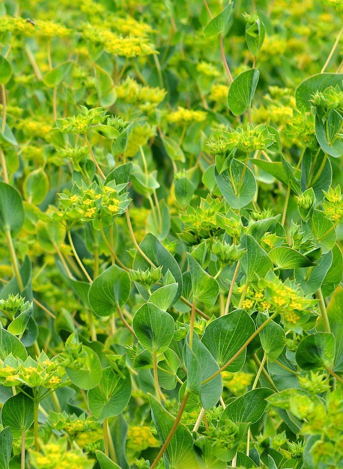 Green Gold Bupleurum Hares Tail Thoro Wax, 100  Flower Seeds   #IEB14