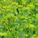 Green Gold Bupleurum Hares Tail Thoro Wax, 100  Flower Seeds   #IEB14