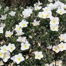 White Robe Cup  Nierembergia Hippomanica Caerulea   150 flower seeds  #IEB14