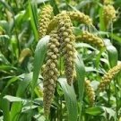 Limelight Spray Millet Light Lime Green, 50 Flower Grass Seeds  #IEB14