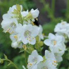50 Flower Seeds  White Polemonium Coeruleum Jacob's Ladder   #IEB14