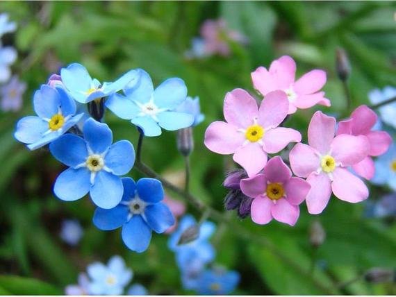 100 Flower  seeds Mixed Forget Me Not Pink Blue White Mix colors #IEB14