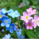 100 Flower  seeds Mixed Forget Me Not Pink Blue White Mix colors #IEB14
