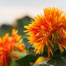 Safflower Saffron Carthamus Tinctorius Yellow Orange, 300 Flower Seeds    #IEB14
